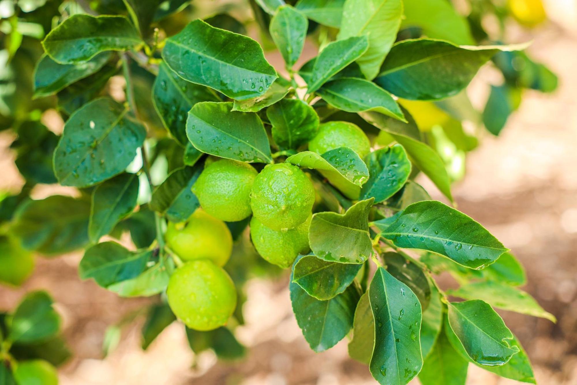 טראביה B&B Giardino Dei Cedri מראה חיצוני תמונה