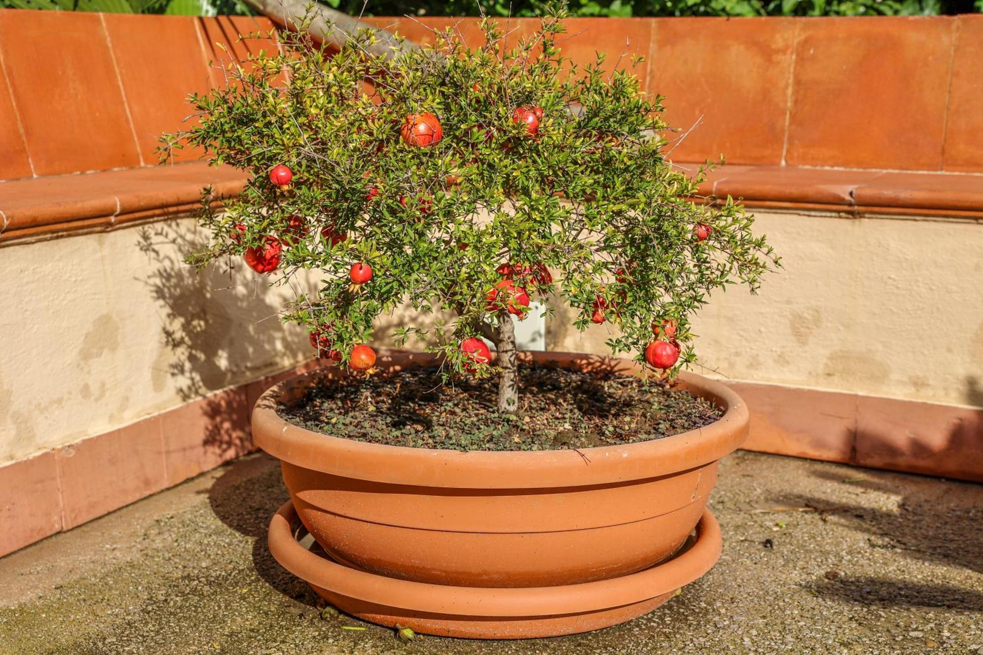 טראביה B&B Giardino Dei Cedri מראה חיצוני תמונה
