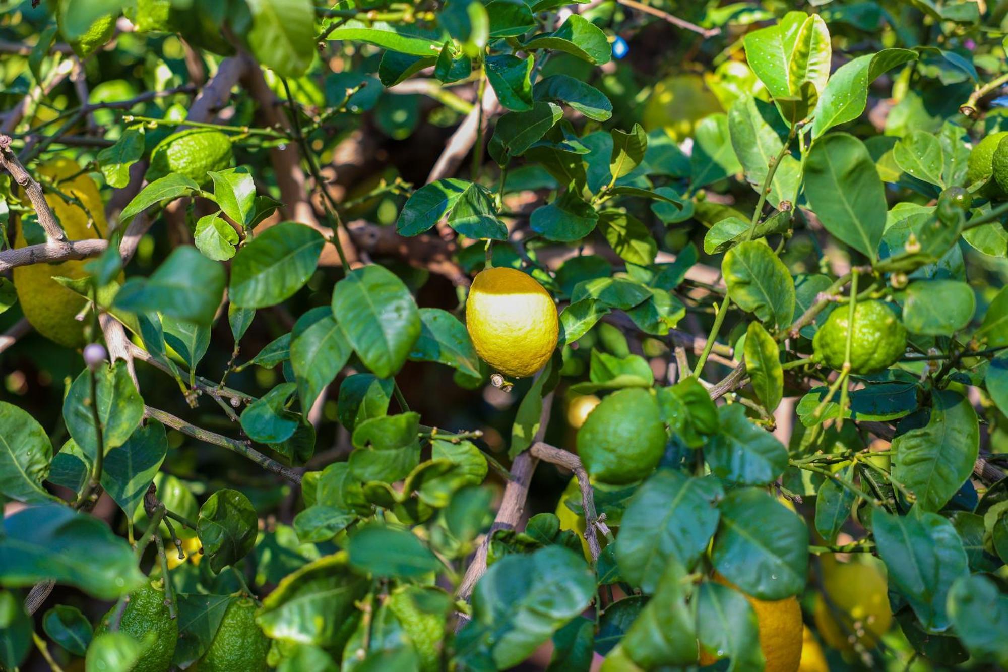 טראביה B&B Giardino Dei Cedri מראה חיצוני תמונה